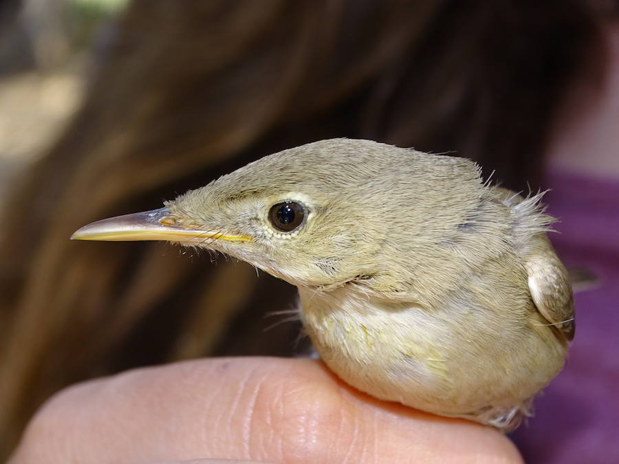 ANSE marca en Murcia con radioemisores tres ejemplares de esta pequeña ave migratoria, una de las especies menos conocidas de la península